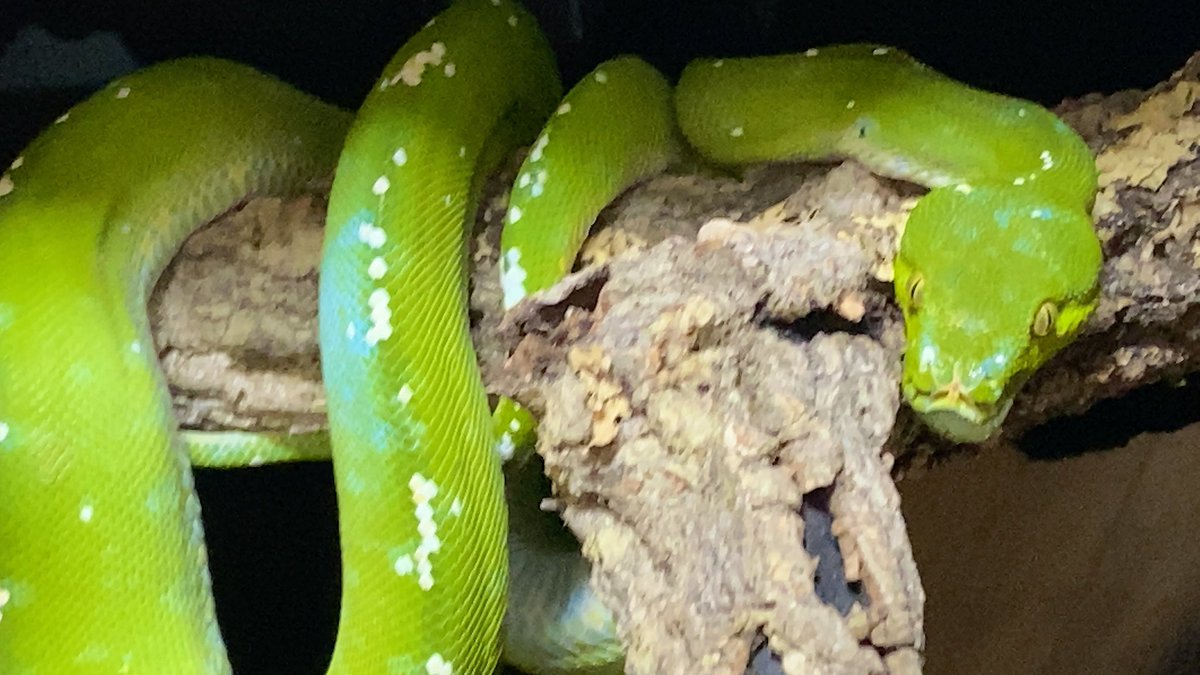 Pythonidae tweet media