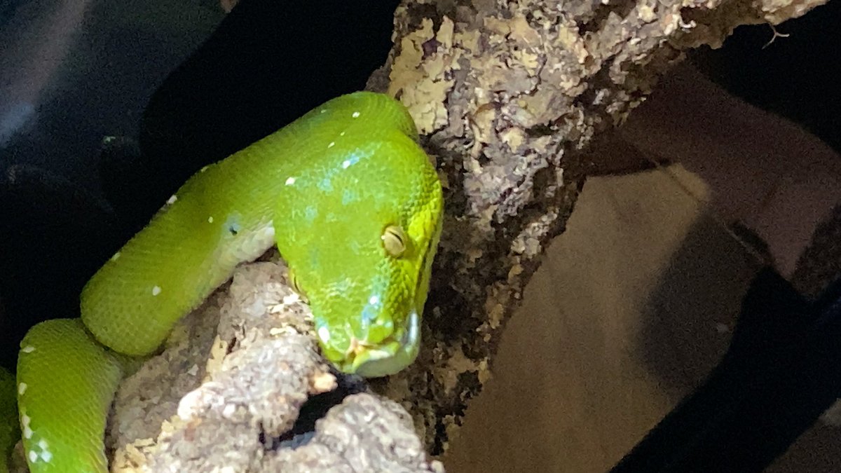 Pythonidae tweet media