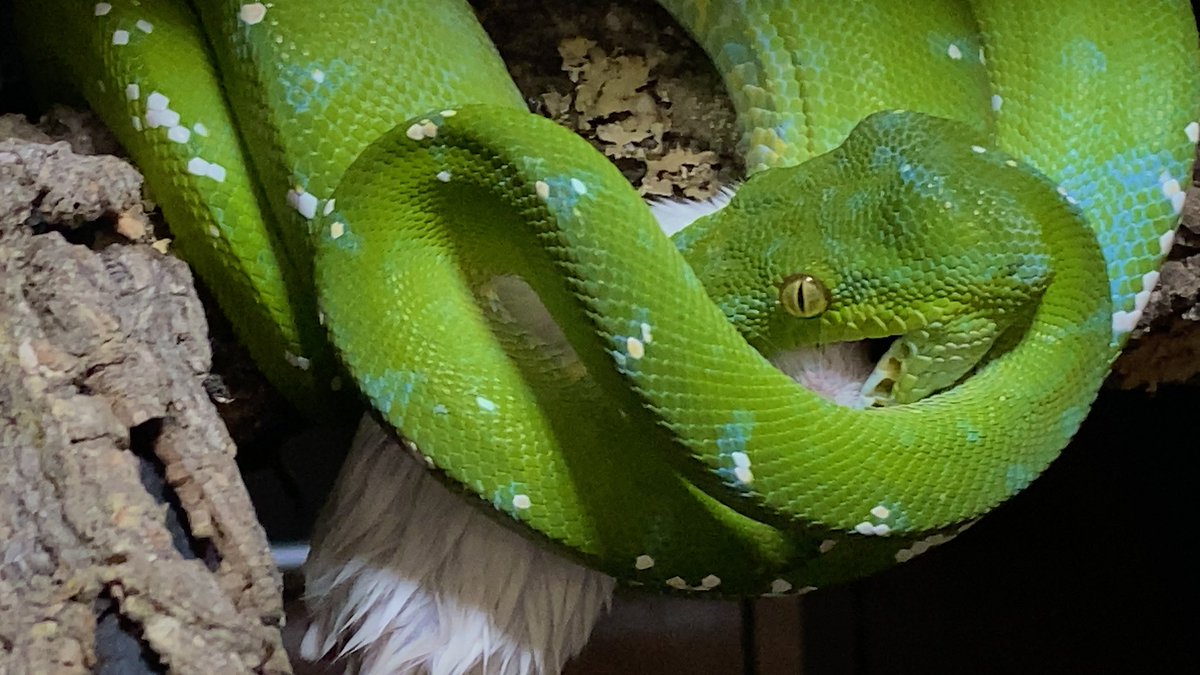 Pythonidae tweet media