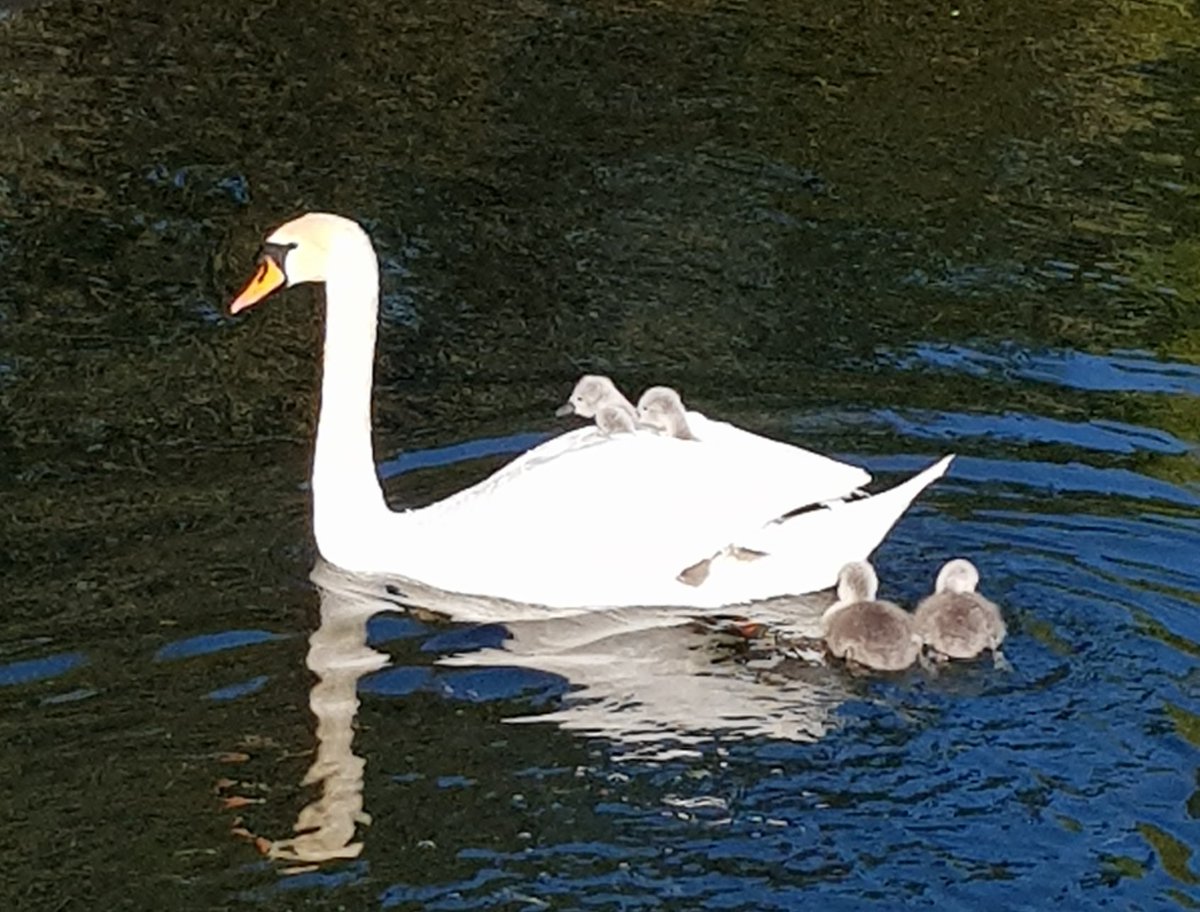 JohnNicholRAF's tweet image. 7/ #SwanLife overnight update.
Still 6 surviving cygnets and the ramp the villagers built to assist water-exit-operations is working well.
&amp;amp; it's a beautiful day so what's not to love.