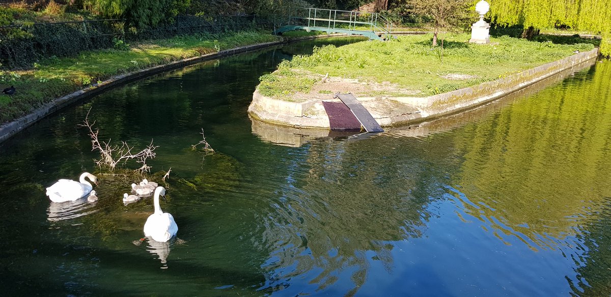 JohnNicholRAF's tweet image. 7/ #SwanLife overnight update.
Still 6 surviving cygnets and the ramp the villagers built to assist water-exit-operations is working well.
&amp;amp; it's a beautiful day so what's not to love.