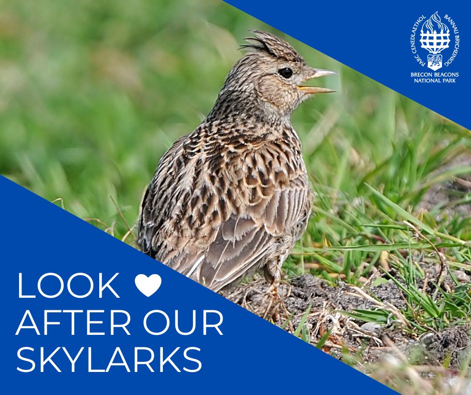 🐕‍🦺➡️Did you know that between 1 March and 31 July, you must have your dog on a lead on open access land (mountains, moorland and heathland), even if there is no livestock on the land. 
This is to keep ground-nesting birds like skylarks safe.🐤

#wildlife #breconbeacons
