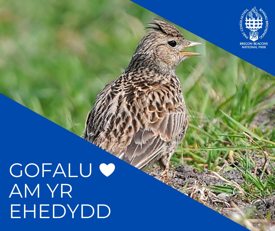🐕‍🦺➡️Wyddech chi, rhwng 1 Mawrth a 31 Gorffennaf, bod yn rhaid i chi gadw eich ci ar dennyn ar dir mynediad agored, (mynyddoedd, rhostir a gweundir) hyd yn oes os nad oes yna dda byw ar y tir. 

Mae hyn i gadw adar sy'n nythu ar y ddaear, fel yr Ehedydd, yn ddiogel. 🐤