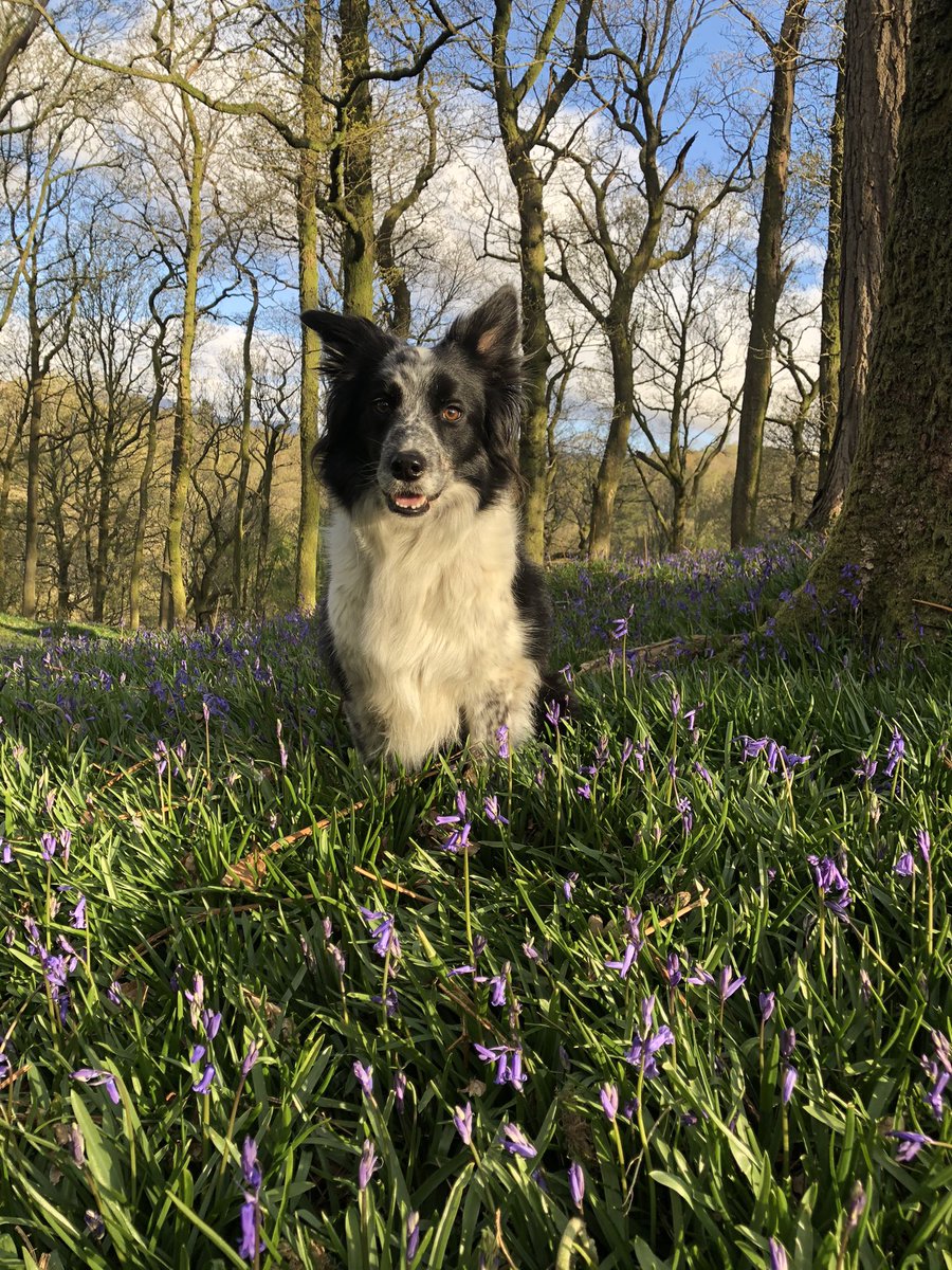 zakthecolliedog's tweet photo. 29th #AnytimeAdventureApril
โฅ๏ธ๐๐โฅ๏ธ
Sunrise - 5.36am (We didnโt make it!)
Grasmere temp: 4 degrees, water 9 (biting wind!)
Dogs - Loving.
#zakslakelandlegacy #keepingpositive #lakedistrict #grasmere #wildswimming #ripzakthecolliedog https://t.co/jt6wW2PPRD