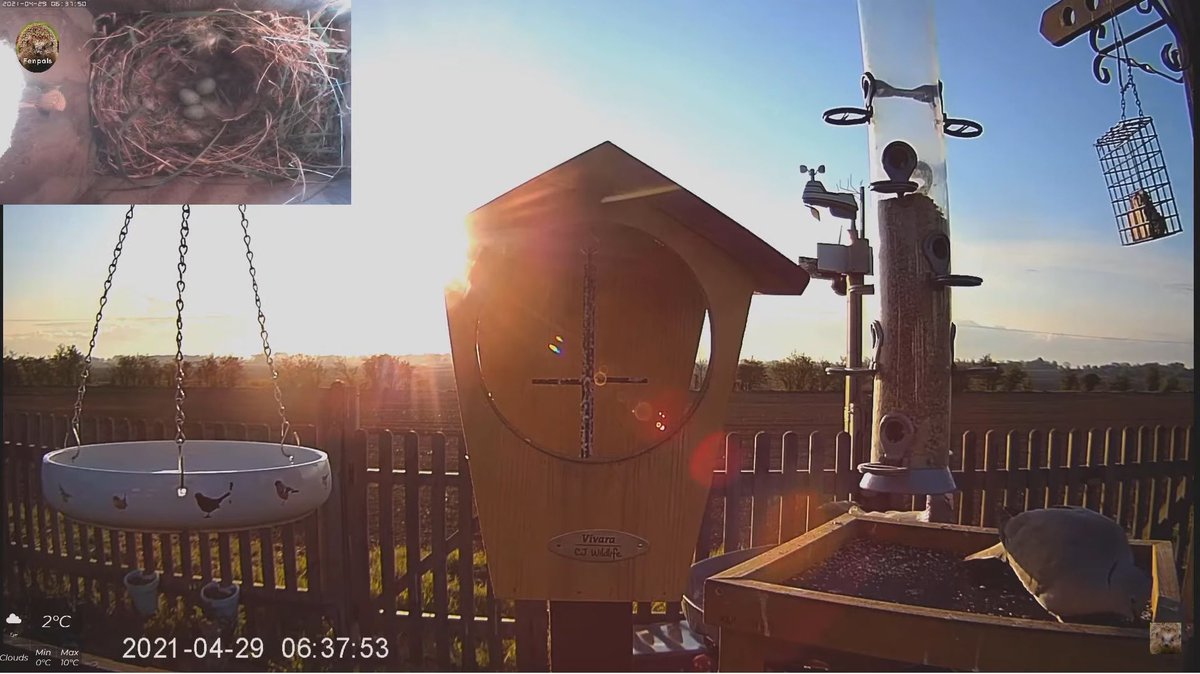 fenpals's tweet photo. #eggwatch update..we now have 🥚 🥚 🥚 😍  #three #eggs #sparrows #nesting #wildlifecams #nestwatch #gardenwildlife #fenpals #thefens #celebratethefens watch all the action here: https://t.co/98CIz9JUFO https://t.co/eLr47757oD