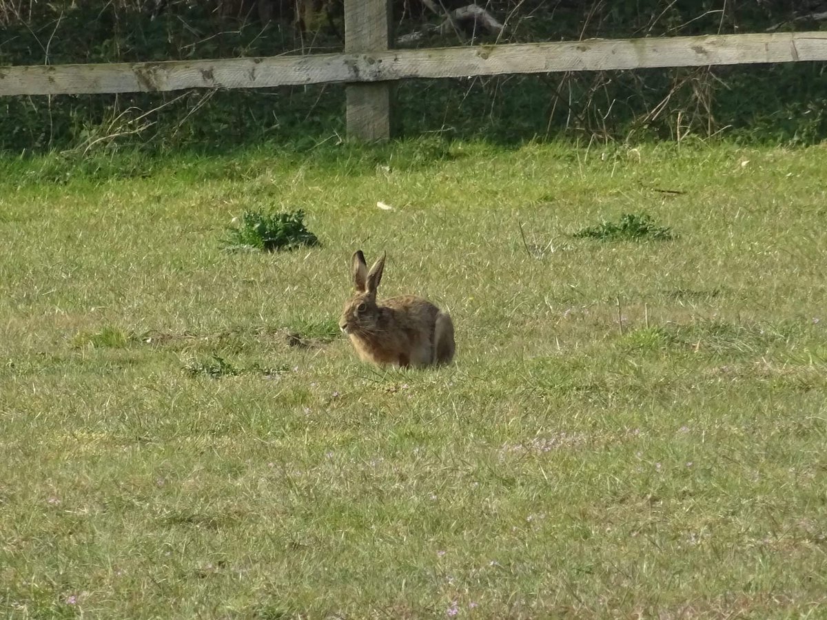 syorksbna's tweet photo. Staying in the Brecklands at our usual holiday cottage near Knettishall Heath. Lots of cuckoos around on the Heath, and in the garden of the cottage there are hares in the paddock, a cream spot tiger caterpillar, and a brambling feeding under the feeders! @suffolkwildlife https://t.co/i7eHEEIz15