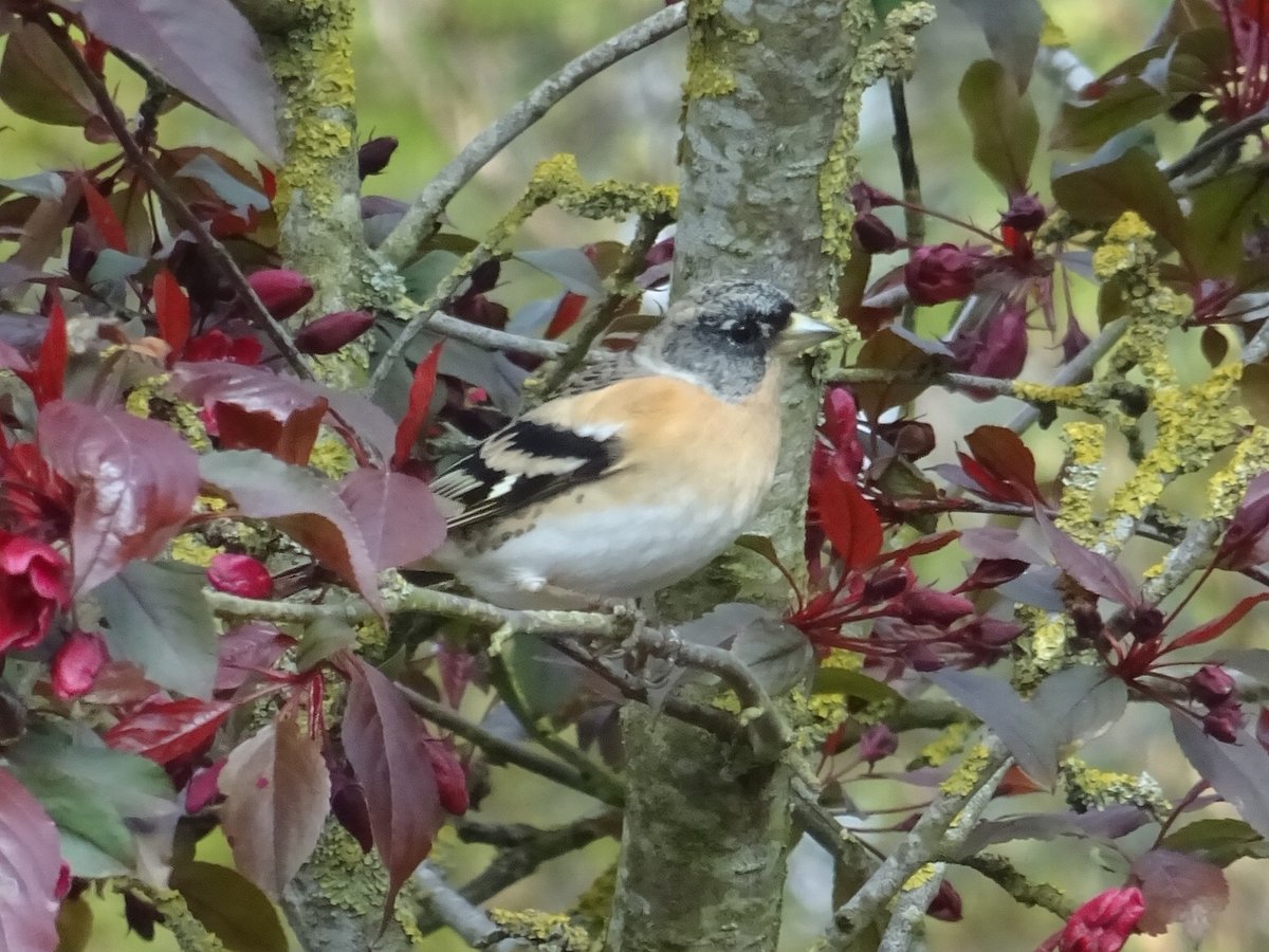 Staying in the Brecklands at our usual holiday cottage near Knettishall Heath. Lots of cuckoos around on the Heath, and in the garden of the cottage there are hares in the paddock, a cream spot tiger caterpillar, and a brambling feeding under the feeders! <a href="/suffolkwildlife/">SuffolkWildlifeTrust</a>