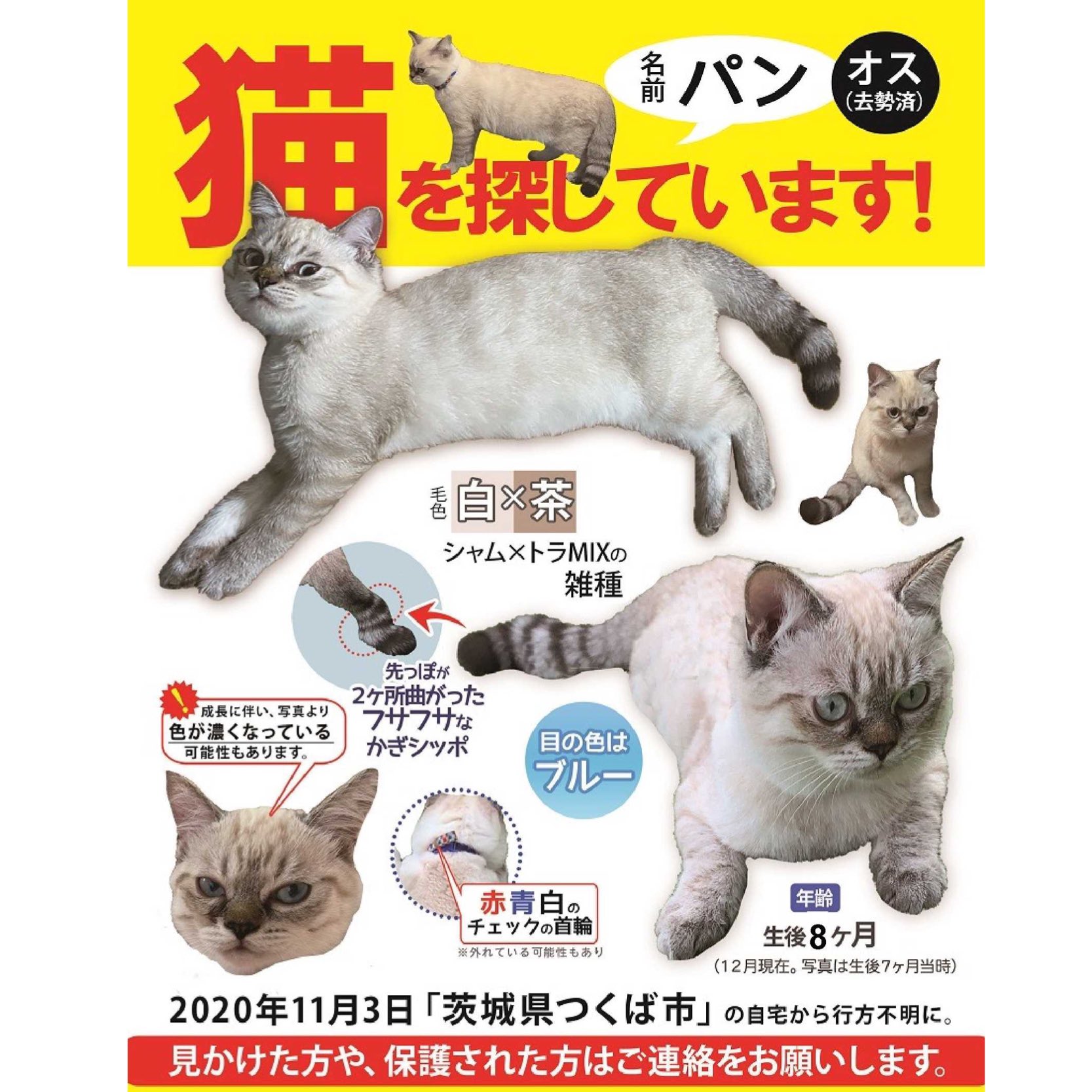 Tweets With Replies By 愛猫パン捜索中 茨城県 Panmatteruyo Twitter
