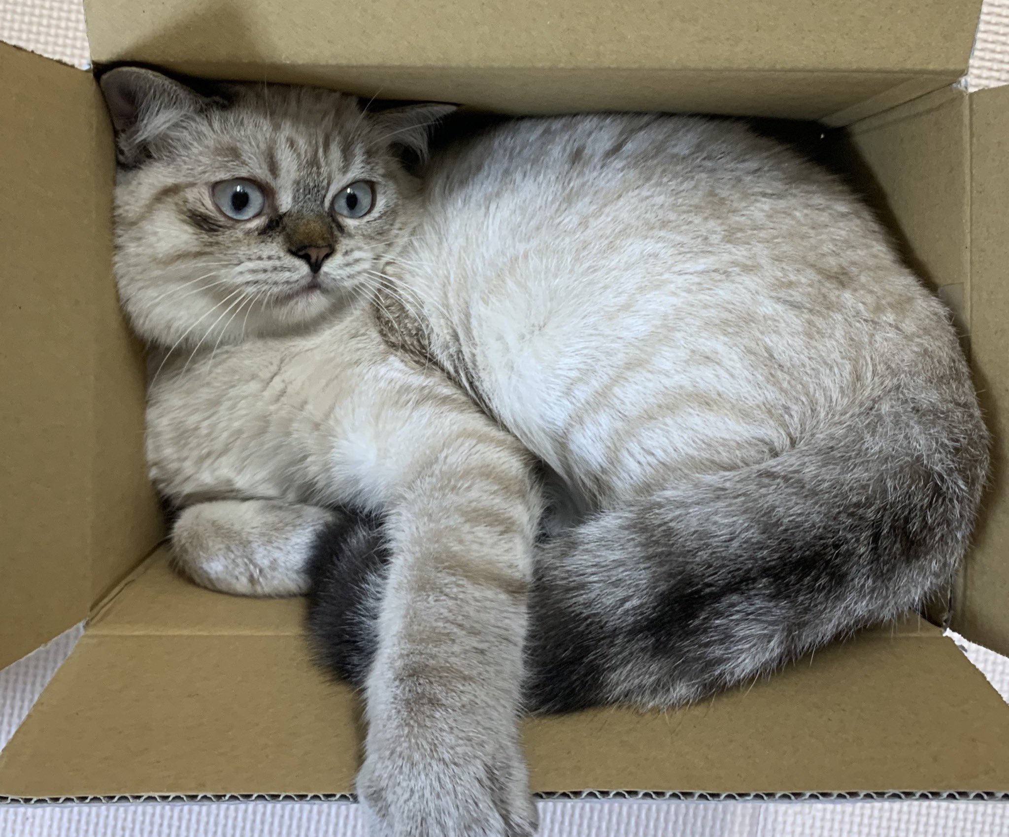 愛猫パン捜索中 茨城県 ずっと愛猫探しています 名前 パン 種類 シャムトラ雑種 去勢済オス 特徴 太くて長い ふさふさな 先が2箇所曲がった鍵尻尾 丸顔で潰れ鼻 顔手脚にトラ模様 目がブルー 成長に伴い毛色が茶に濃く変化している可能性