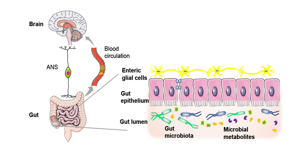 Wang et al. review alterations in the gut microbiota in Parkinson’s disease and highlight recent mechanistic insights into the role of gut dysbiosis in the disease pathophysiology. bit.ly/3e8Zzj2