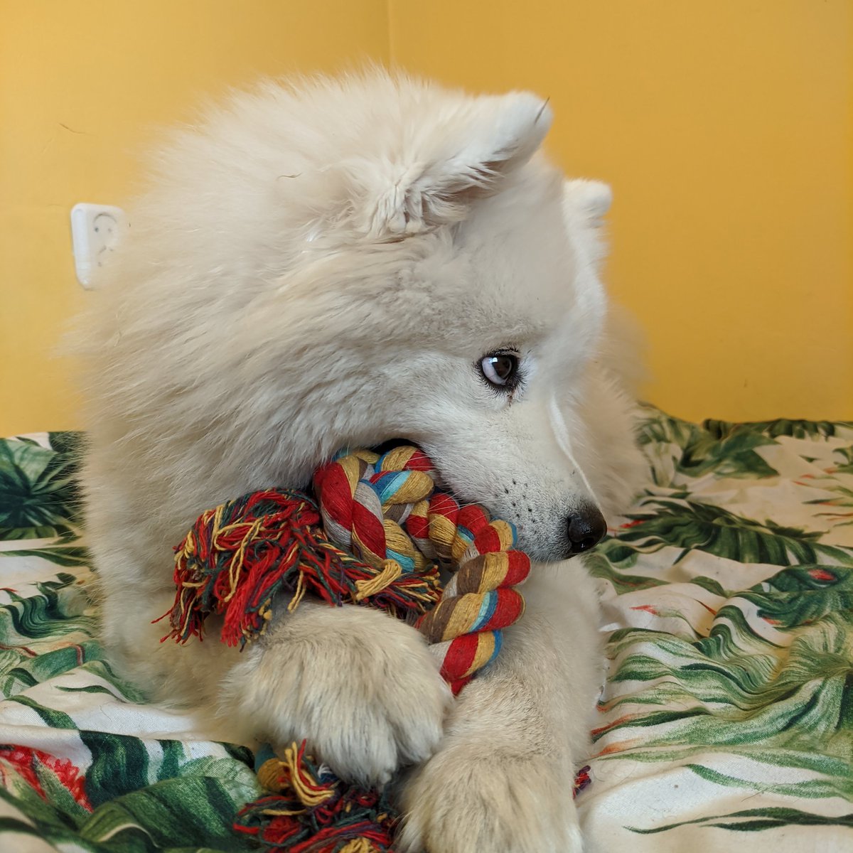 YukiWhiteQueen's tweet photo. 2 years old girl with one of her present 🎁💝
Happy birthday 🥳
🥰

.
.
.
.
#samoyedlife #samoyedpuppy #samoyedworld #samoyedinstagram #samoyedgram #samojed #doginstagram #dogselfie #funnydog #funnydogpics #whitedog #lodz #łódź #polishdog #polishsamoyed #birthdaygirl #birthday https://t.co/I5mPeiCDsv