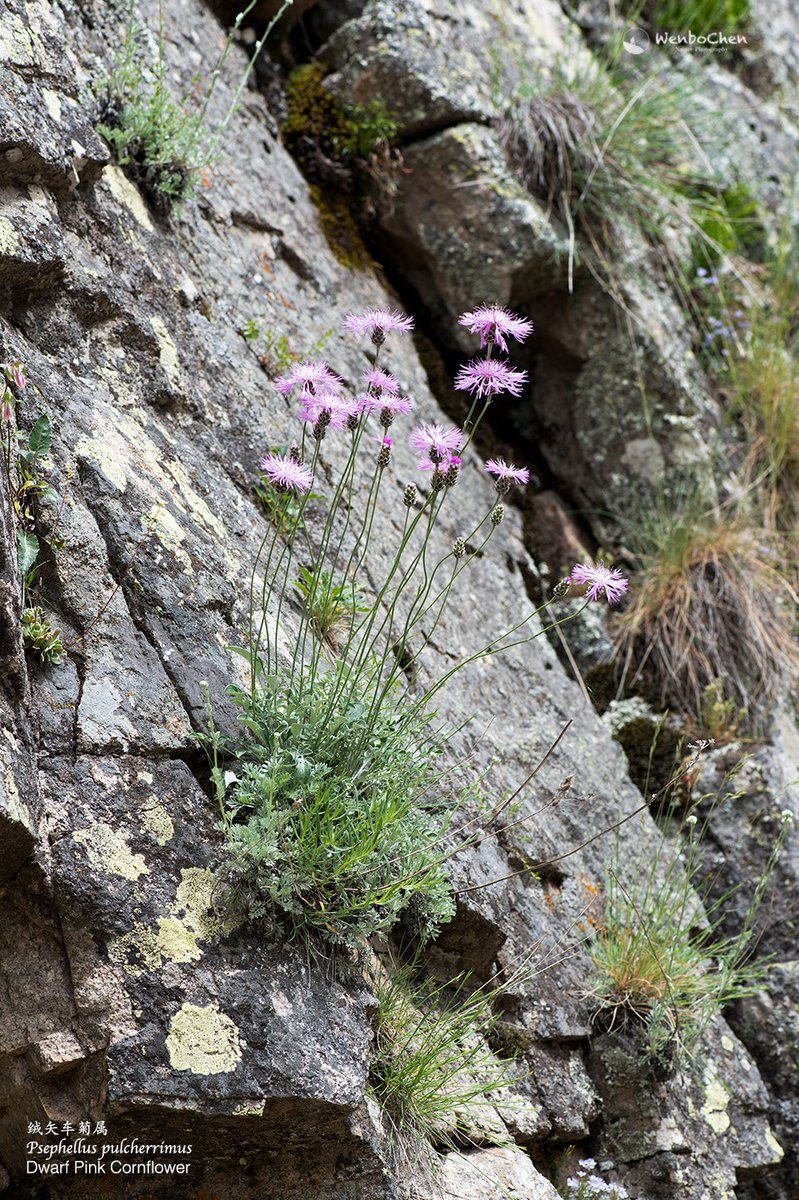 Wenbo77's tweet photo. Cliff plant in Turkey: Psephellus pulcherrimus.
#floraofturkey #asteraceae #psephellus #土耳其植物
#绒矢车菊属 https://t.co/C6cwuUV7b3