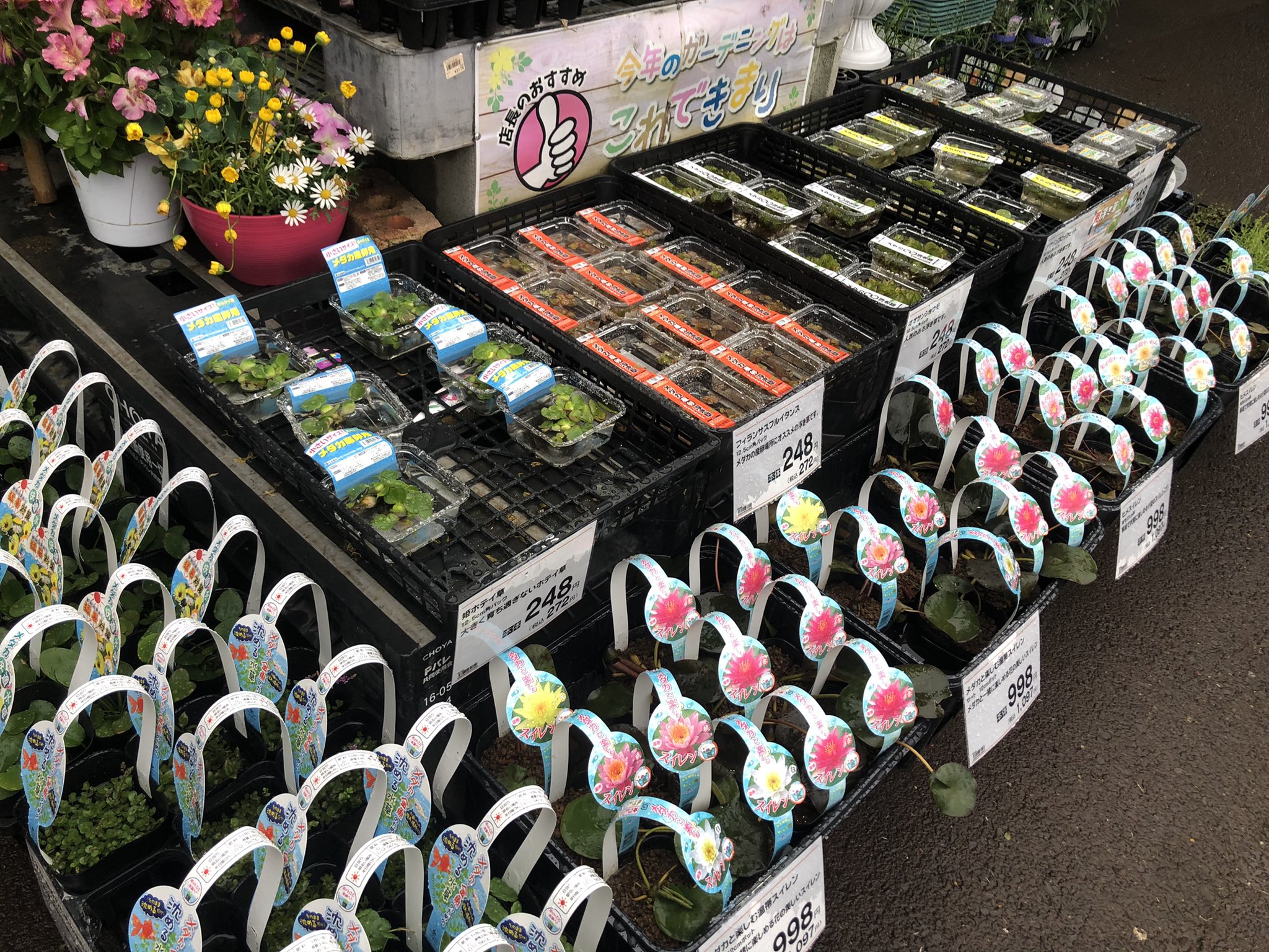 טוויטר トキワ 水草水槽 בטוויטר 生活用品の買い出しにホームセンターに行くと 杜若園芸さんの水生植物入荷されてました 先週買った67cm睡蓮鉢の植物買いたかったので勿論お迎え シラサギカヤツリ大好きすぎるので3つも買ってしまいました Gwはこれで