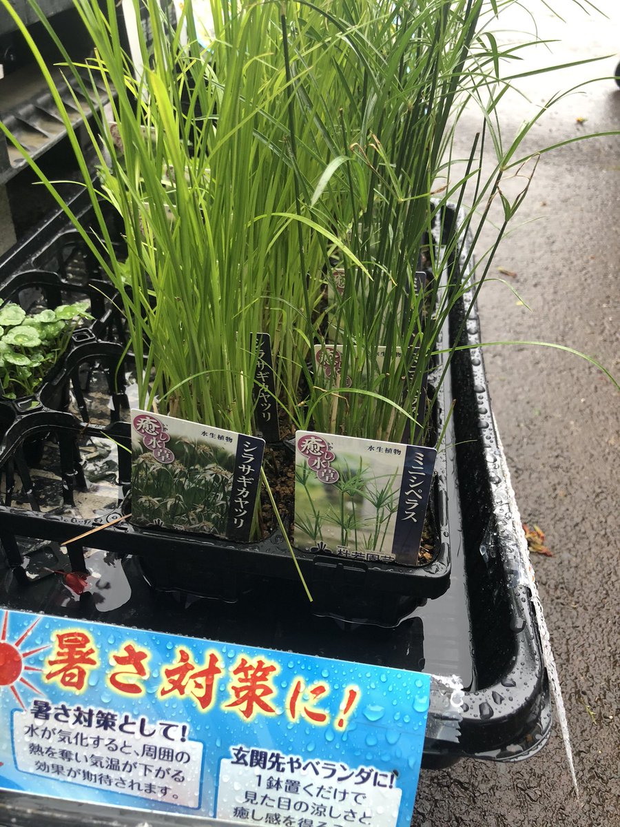 トキワ 水草水槽 ビオトープyoutube على تويتر 生活用品の買い出しにホームセンターに行くと 杜若園芸さんの水生植物入荷されてました 先週買った67cm睡蓮鉢の植物買いたかったので勿論お迎え シラサギカヤツリ大好きすぎるので3つも買ってしまいました Gwは トキワ 水草水槽 ビオトープyoutube على تويتر 生活用品の買い出しにホームセンターに行くと 杜若園芸さんの水生植物入荷されてました 先週買った67cm睡蓮鉢の植物買いたかったので勿論お迎え シラサギカヤツリ大好きすぎるので3つも買ってしまいました Gwは
