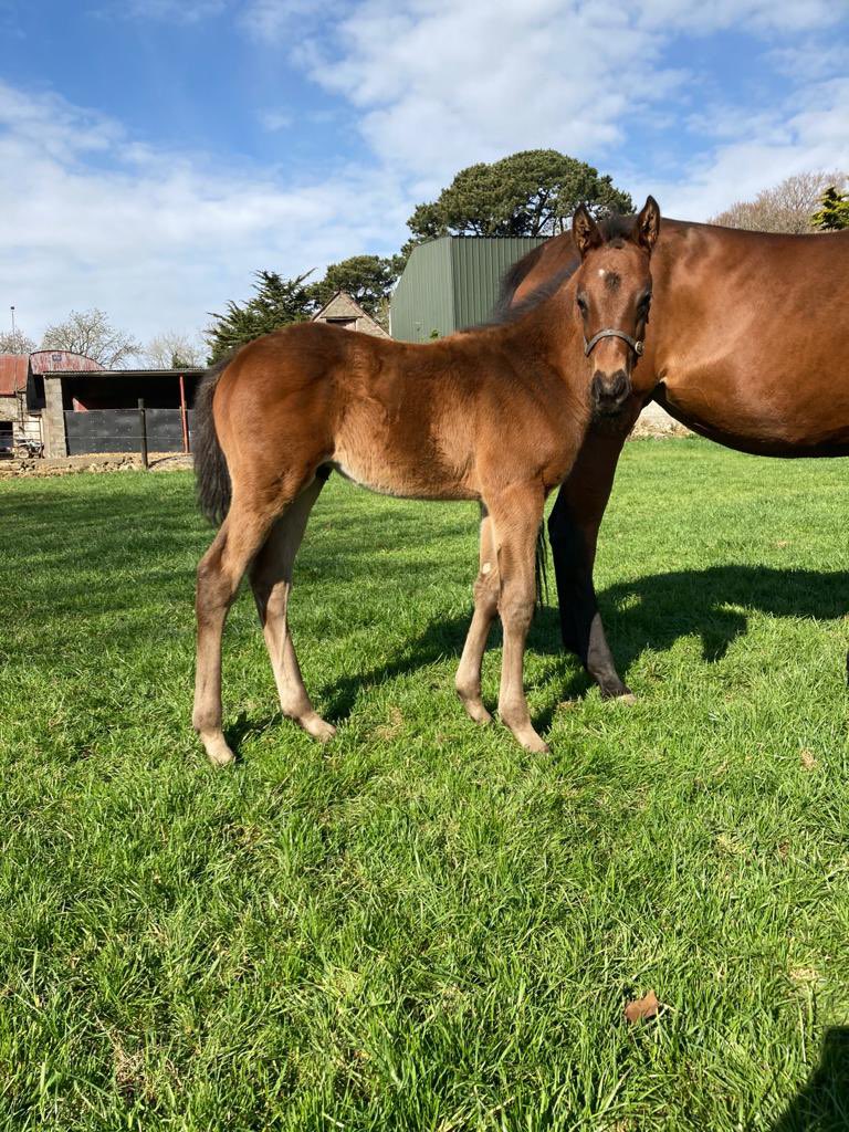 Linden Bloodstock (@lindenhouse2007) on Twitter photo Linden Bloodstock’s *Dark Angel* colt foal, o/o our winning Shamardal broodmare Dorraar & dam to new sprinting sire sensation #farabovethespeedlimit (Far Above)🚀🚀 <a href="/YeomanstownStud/">Yeomanstown Stud</a> <a href="/CompasStallions/">CompasStallions</a> Linden Bloodstock’s *Dark Angel* colt foal, o/o our winning Shamardal broodmare Dorraar & dam to new sprinting sire sensation #farabovethespeedlimit (Far Above)🚀🚀 <a href="/YeomanstownStud/">Yeomanstown Stud</a> <a href="/CompasStallions/">CompasStallions</a>
