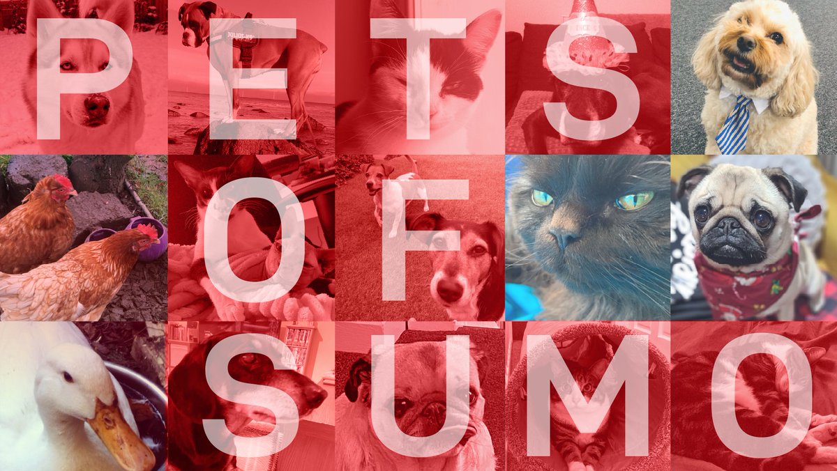 A collage of multiple animal photos including chickens, a duck, two dogs and a cat with the words 'Pets of Sumo' displayed over the top in red. 
