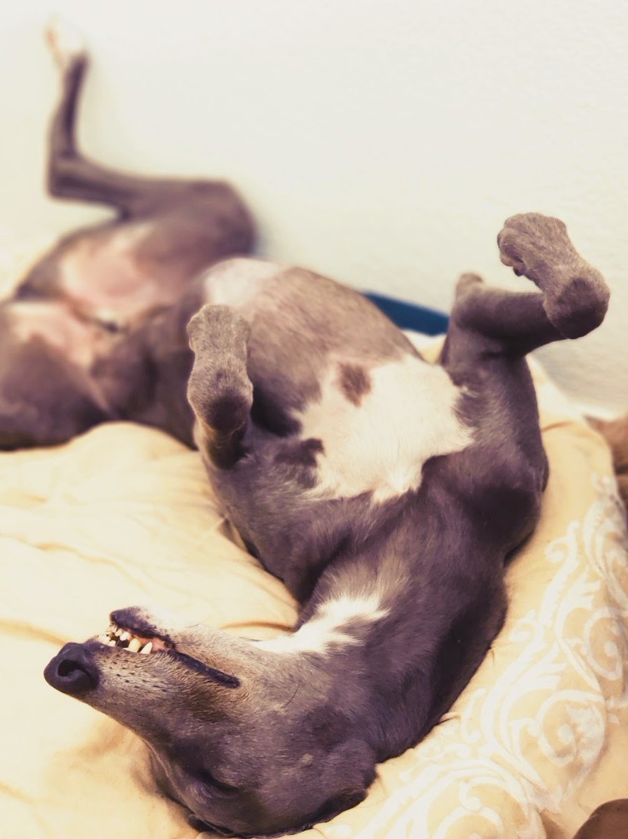 Greyhound Roaching