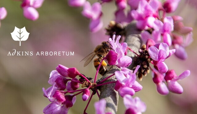 Tomorrow is Arbor Day! Plus Nature Notes, a new yarn program series, the Osprey, and much... conta.cc/32VBAib