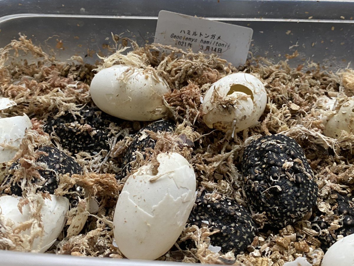 Izoo 体感型動物園イズー 速報 ハミルトンガメ Geoclemys Hamiltonii の卵 19個中 30 に設定していた孵卵器で13卵がなんと47日で孵化しました 60日 65日前後で孵化するものと考えていたので 想定外の記録的な超高速 孵化となりました ハミルトン