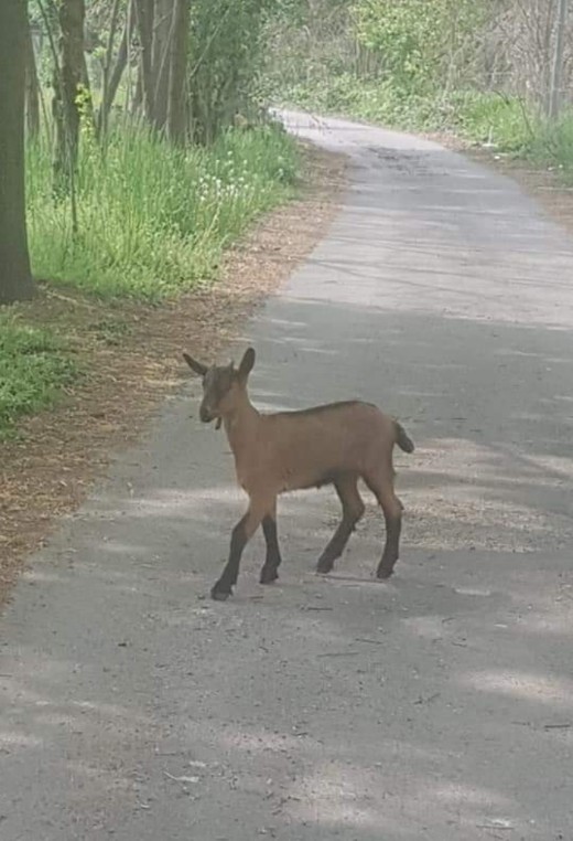 Probabilmente la capretta è uscita di nascosto dal suo cortile e se ne andata a zonzo per un po', nel bosco e si è persa.