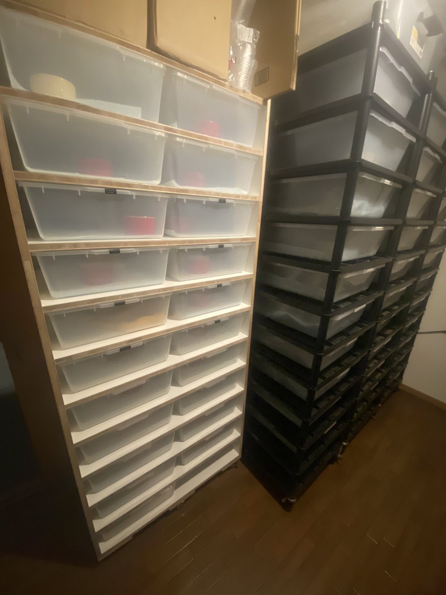 ボールパイソン　タブ　ラック　13個 ボールパイソン タブ ラック 13個 ボールパイソン タブ ラック