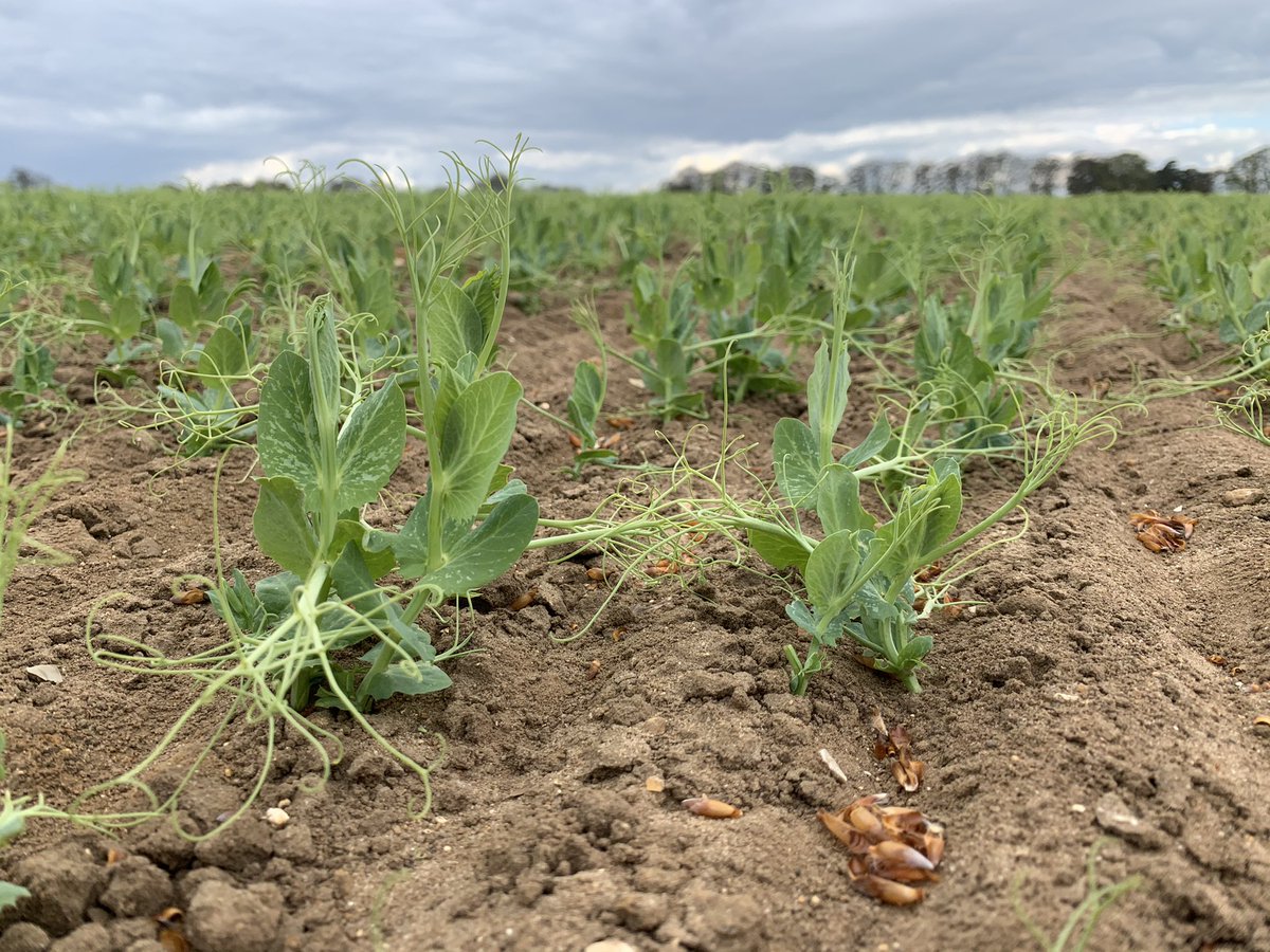 peamanruss's tweet image. #tomohawk #peas from @Elsomsseeds @GeorgeHRH showing some good root nodulation with @Heygatefarms #nitrogen #fixation