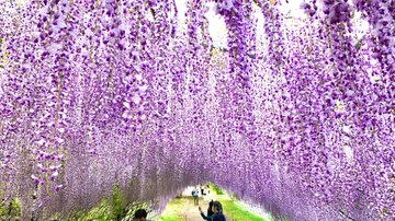 鬼滅の刃の藤の花のモデルは 聖地はどこに ねこよめ