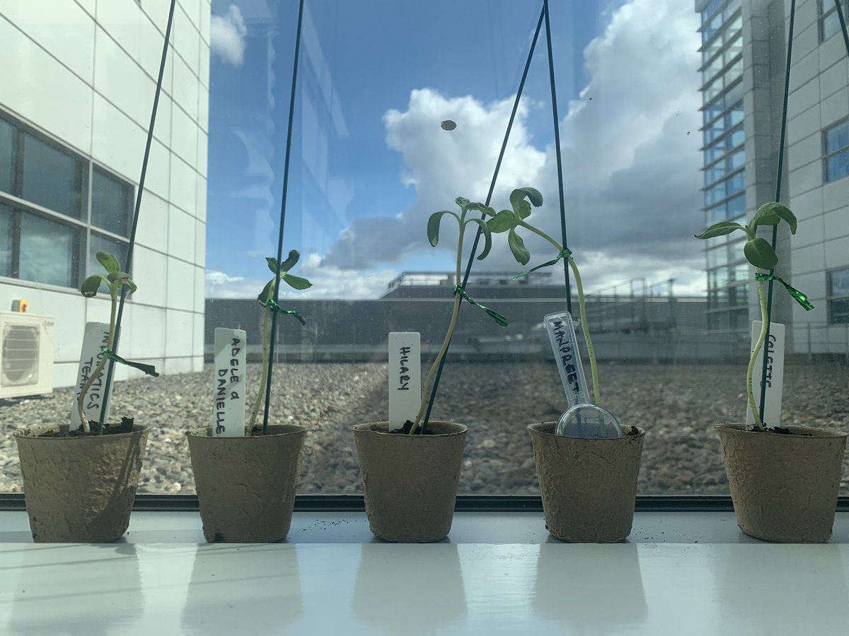 Rebecca Hinton (@rebeccamhinton) on Twitter photo The <a href="/MFT_Pharmacy/">MFT_Pharmacy</a> sunflower competition has begun. Thanks for the initial nurturing Collette. Who has the gardening skills to win? 🌻😎☀️#pharmacyinbloom. The <a href="/MFT_Pharmacy/">MFT_Pharmacy</a> sunflower competition has begun. Thanks for the initial nurturing Collette. Who has the gardening skills to win? 🌻😎☀️#pharmacyinbloom.