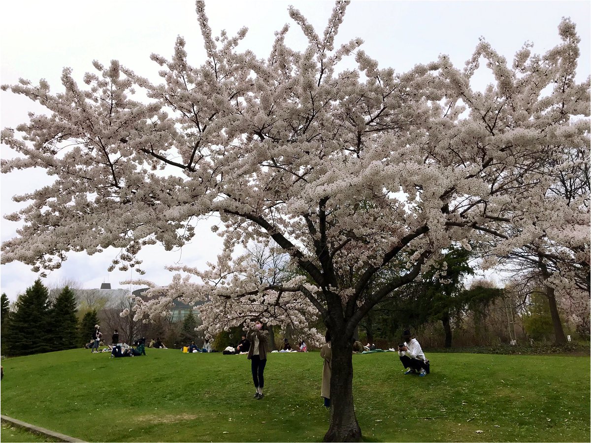 本日の📍#中島公園 #NakajimaPark の様子です #cherryblossoms #keepsocialdistancing #札幌 #StayHomeStaySafe #桜