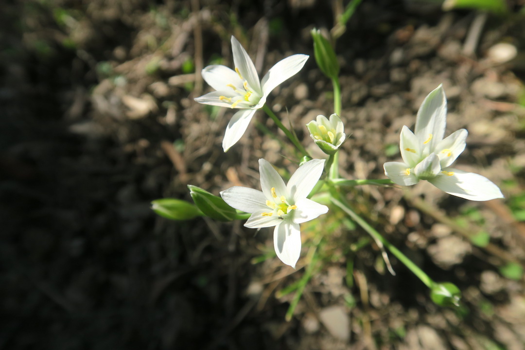 Naoko Ishii イタリア語名はlatte Di Gallina 鶏の乳 またはstella Di Betlemme ベツレヘムの星 Cipollone Bianco 白い大タマネギ 学名はornithogalum Umbellatum 学名 オルニソガルム オルニソガラム オーニソガラム 和名 オオアマナ 大