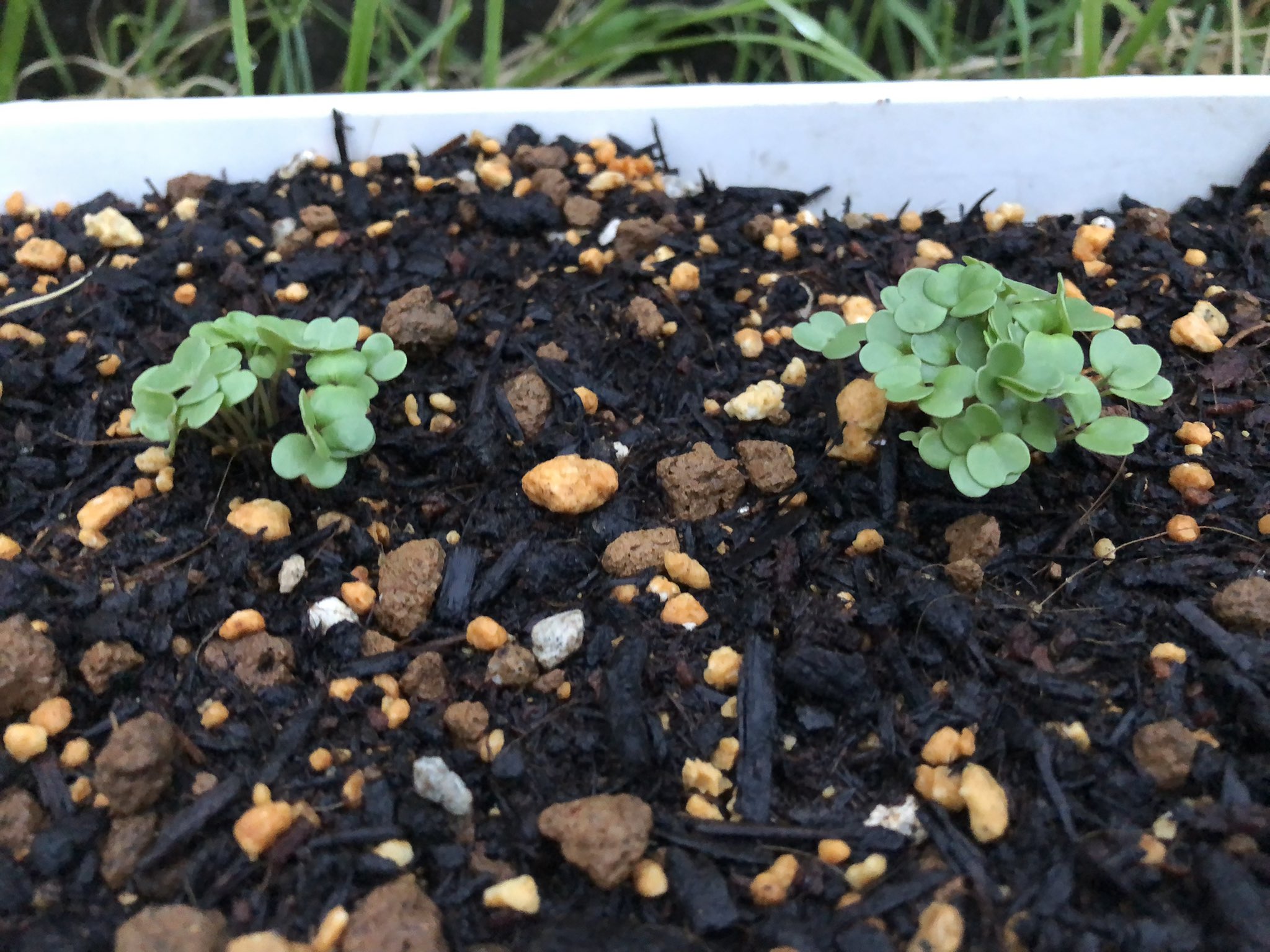 Yoshinobu Tsukada 種から植えたルッコラは芽を出しました パクチーとえごまはまだ 深く種を植えたからかな 明日はやり直してみます T Co Jr4u0li5br Twitter