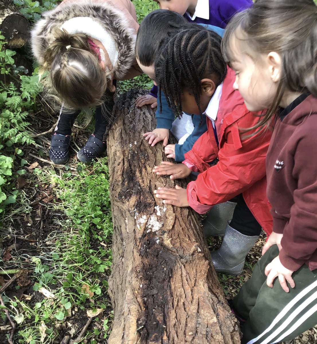 HeidiLLea's tweet photo. Lots of fun exploring, finding different bugs and looking for leaves and sticks, @LauraLord35 @CooksterDebbie @RowParkAcademy @Mrs_AJones https://t.co/m4zeVDICoa