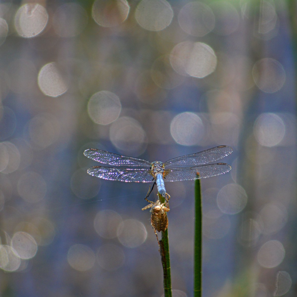 Every now and then when taking a picture I get lost in the moment. The wings and the sunlight dancing on the lake, a reminder of “ the small stuff”, yep that’s where the magic is. #PHILosophies