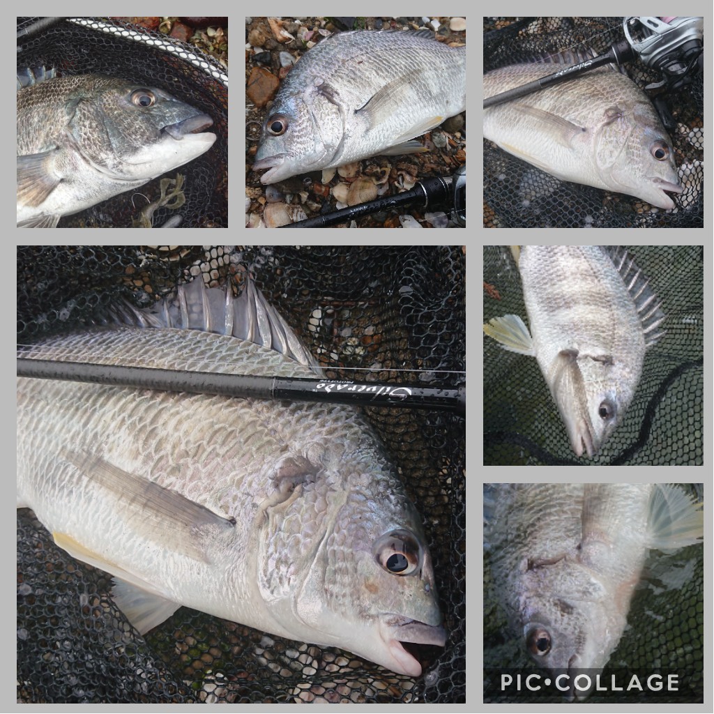 West魚 浜名湖チニング 7ヒット6キャッチ ポイントを移動するとヒットパターンが変わるのでなかなか難しかった キビレはコンディションが良い個体が多かったが クロダイはアフターらしく やつれてる感じがした West魚 浜名湖チニング 7ヒット6キャッチ ポイントを移動するとヒットパターンが変わるのでなかなか難しかった キビレはコンディションが良い個体が多かったが クロダイはアフターらしく やつれてる感じがした