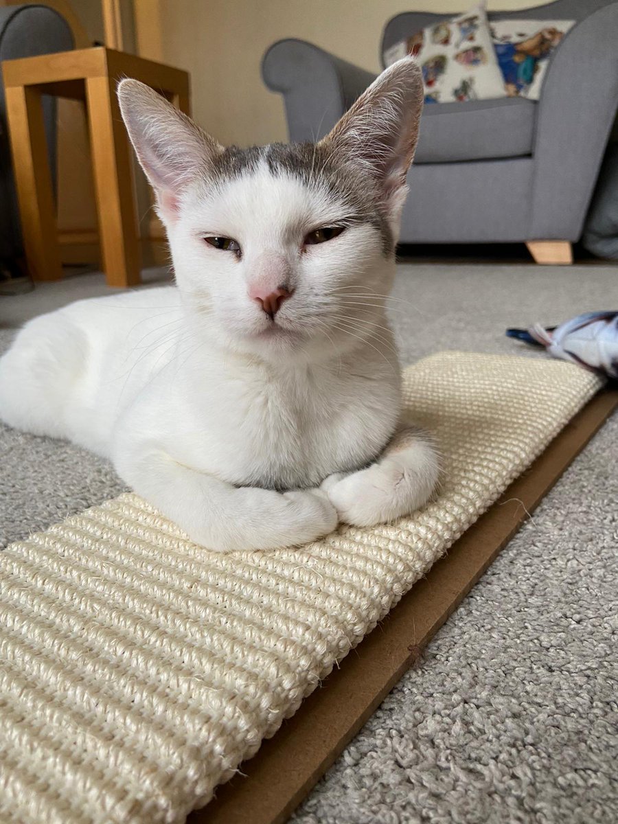 cat_dottie's tweet photo. My new scratch pad #CatsOnTwitter #CatsOfTwitter https://t.co/yjFJPSiRoB