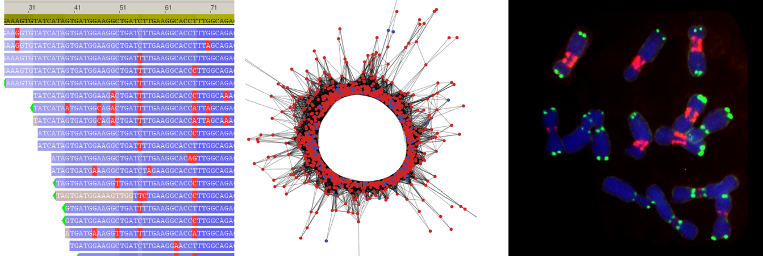 RepeatExplorer's tweet photo. Registration to @RepeatExplorer workshop is open ! The workshop will be online, organized as a series of webinars and tasks for practical training between May 25 - June 11. Supported by @ELIXIRCZ. More info: https://t.co/FkJ3F3EJ7i https://t.co/F83HTQVUjc