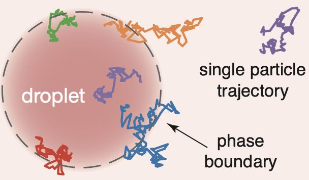 We derive the stochastic equations for single molecules moving across phase boundaries. See our recent preprint doi.org/10.1101/2021.0… and read how our theory can provide insights about biomolecular condensates <a href="/csbdresden/">Center for Systems Biology Dresden</a>  #mpipks <a href="/PoLDresden/">Physics of Life Dresden</a>