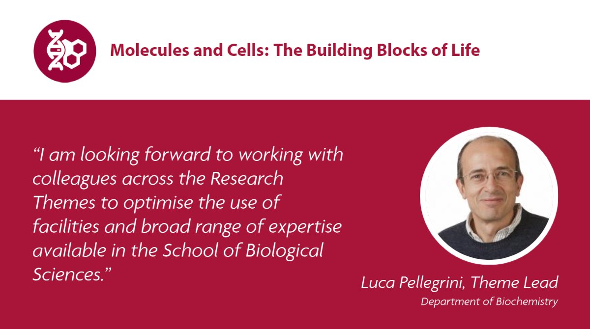School of Biological Sciences (@cambridge_sbs) on Twitter photo Today we introduce <a href="/PellegriniLab/">Pellegrini Lab</a>, Theme Lead in Molecules and Cells. Luca studies the structural and functional properties of proteins responsible for the maintenance and replication of our genome. Learn more about our #ResearchThemes: bio.cam.ac.uk #BiologicalSciences Today we introduce <a href="/PellegriniLab/">Pellegrini Lab</a>, Theme Lead in Molecules and Cells. Luca studies the structural and functional properties of proteins responsible for the maintenance and replication of our genome. Learn more about our #ResearchThemes: bio.cam.ac.uk #BiologicalSciences