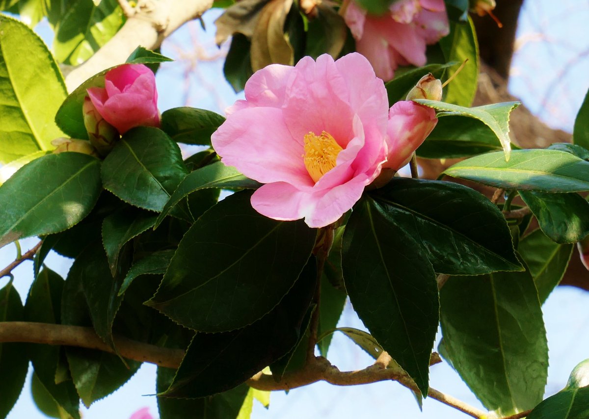 花 松尾芭蕉 落 おち ざまに 水こぼしけり花椿 椿は花が丸ごとポトリと落ちる 今日の誕生花 椿 花言葉 魅力 8時 椿 ナエ 花 松尾芭蕉 落 おち ざまに 水こぼしけり花椿 椿は花が丸ごとポトリと落ちる 今日の誕生花 椿 花言葉 魅力 8時 椿 ナエ