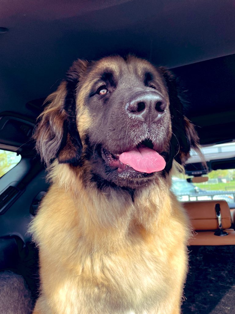 Empathic_Paws's tweet photo. Hope to start your #thursdaymorning w a smile & that today you get to βhearβ βIβm so happy to see you!β - itβs all in the eyes.
.
.
#smile #lookoflove #SweetDaisy #Daisy #leonberger #bigdog #dogsoftwitter #dogs #love #warmfuzzy #cute #HaveABrightDay https://t.co/k0RfqDSDkb