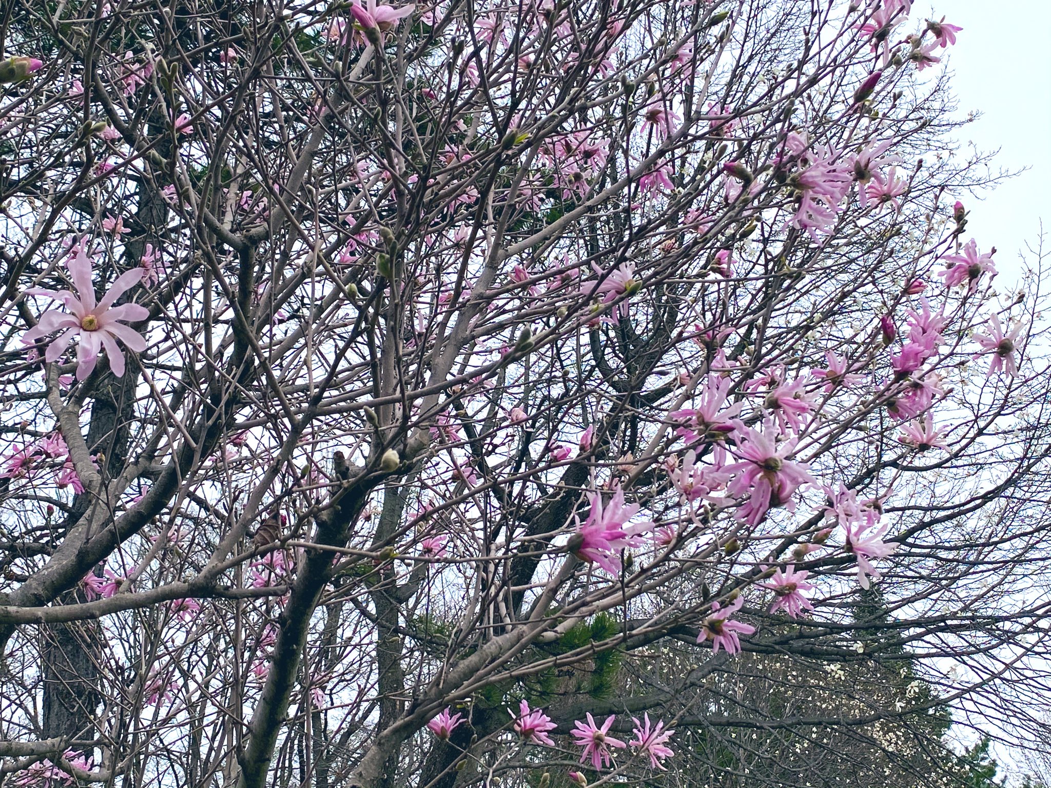 桜子 ピンクのコブシが可愛いらしい 芽室公園 北海道芽室町 T Co Fkjslgm0xm Twitter