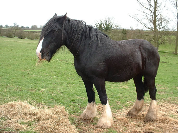 Clyde: Clydesdale - graceful, tall, long legs, docile OR Shire - known as a Gentle Giant, calm, easy-going, hard-working, glossy mane