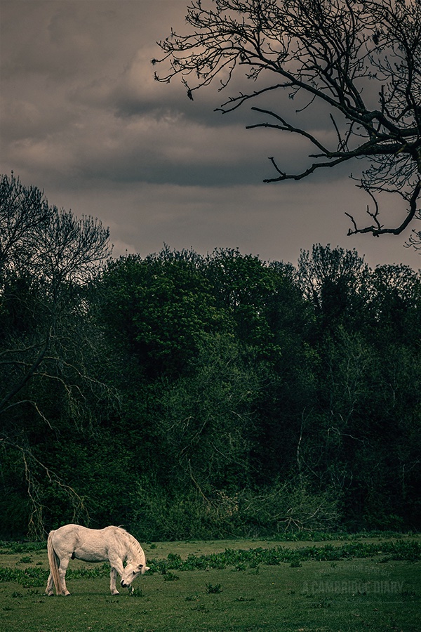 acambridgediary's tweet image. Grantchester.

A portrait picture of Cambridge every day since 2010. (No 4061) Thursday 29th April 2021.
