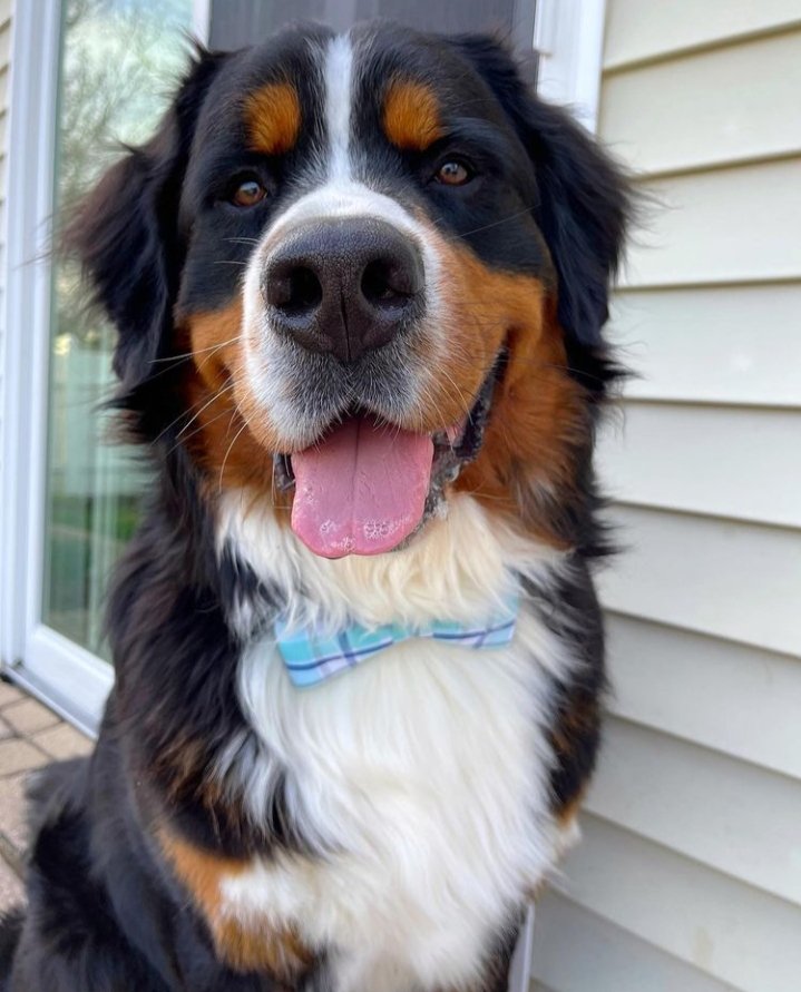 RealDogLife1's tweet photo. Lookin Dapper!!
#realdoglige1 #dog #dogstagram #dogs #dogoftheday #puppyoftheday #instadog #instapuppy #pup #puppy #puppylove #puppies #puppiesofinstagram #cutepuppy #doglife #doggy #doglover#doggie #realdoglife #dogsoftwitter #cutedog https://t.co/dvpsZ4u2Sg