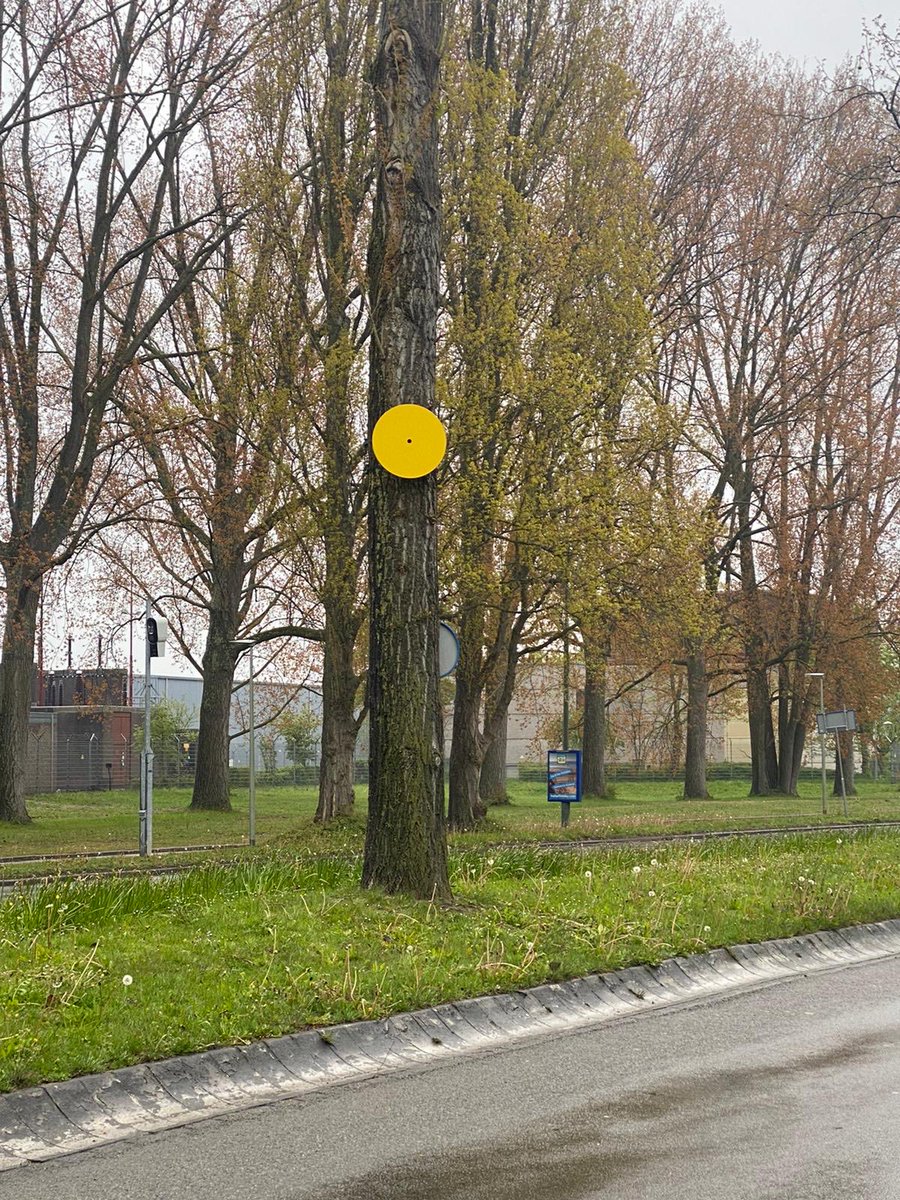 De eerste twee vogelhuisjes hangen op de Baanhoekweg #staart. De huisjes zijn het eerste onderdeel van het kunstproject Rond, Rood, Staart van kunstenaar Dieke Venema. Fijn dat ook ⁦⁦<a href="/rtvdordrecht/">RTV Dordrecht</a>⁩ aanwezig is om de ladder vast te houden.