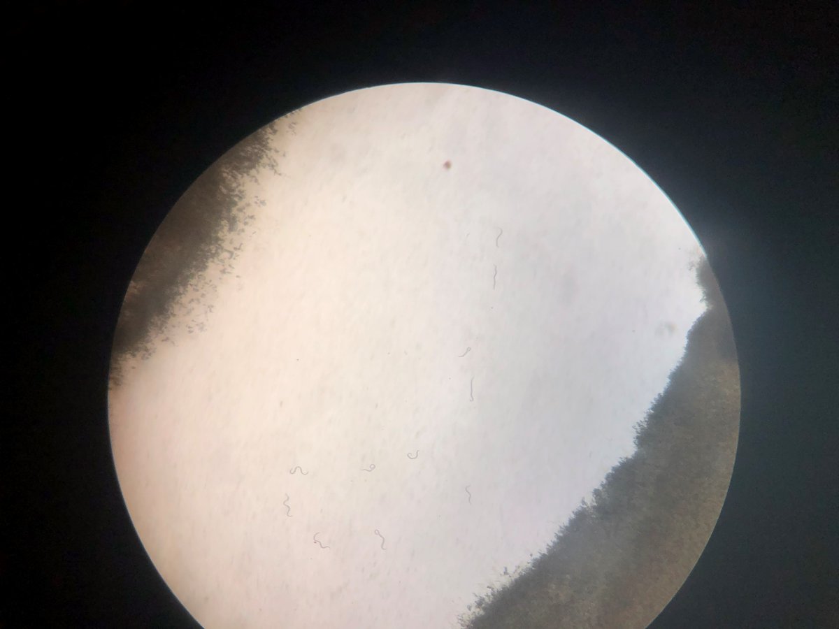 hello twitter! i'm a little late to the party but join me on my journey documenting my super cool research in the <a href="/GinzelLab/">GinzelLab</a> on ambrosia beetles, fungal symbionts, tree diseases, &amp; nematodes :)