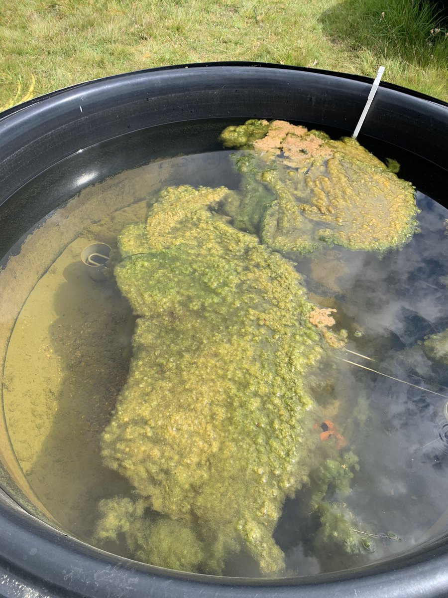 MichCJackson's tweet image. Great to be back in the field (and we missed the rain!) with @Microbial_Bio @DaniaAlbini @adrianamordente @PS_Salt #zooplankton #freshwater #ecology