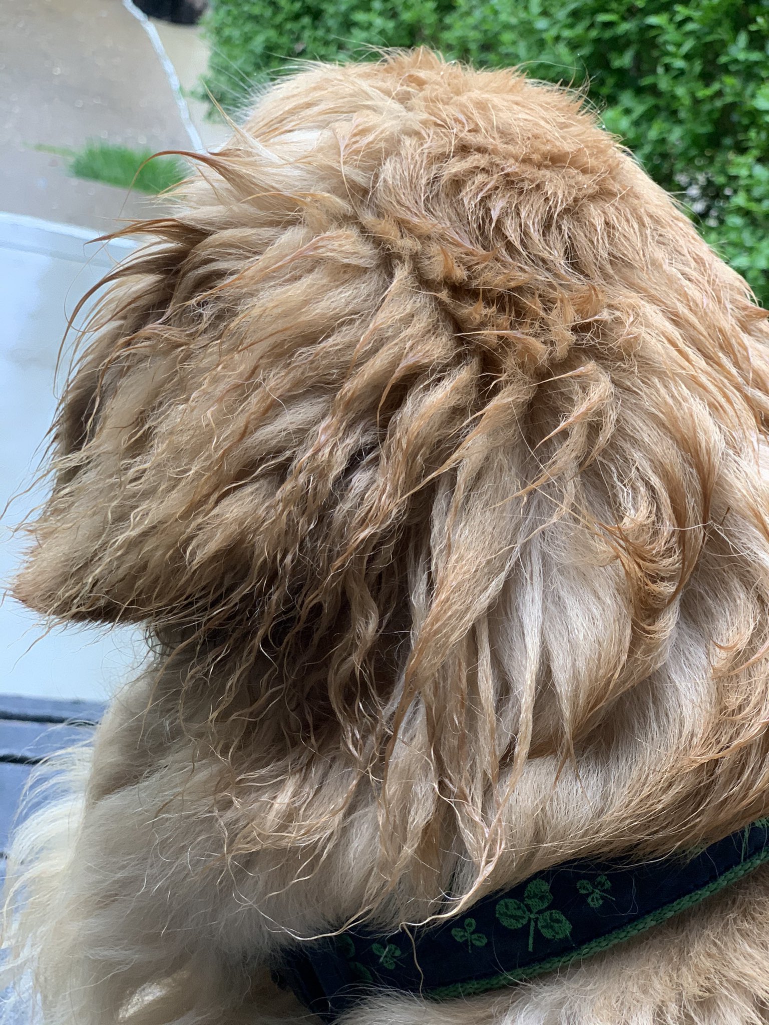 Golden retriever sale crimped hair