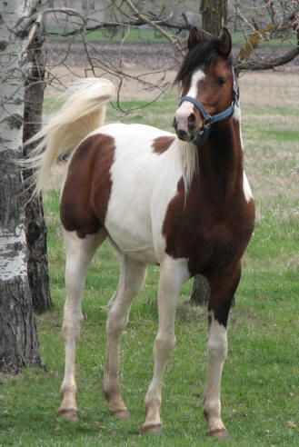 Rick: Pintabian (pinto/Arabian) - high stamina, friendly nature OR Spanish Barb - great stamina/endurance, eager to learn/please, hardy, can handle harsh desert terrain