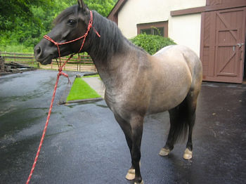 Rick: Pintabian (pinto/Arabian) - high stamina, friendly nature OR Spanish Barb - great stamina/endurance, eager to learn/please, hardy, can handle harsh desert terrain